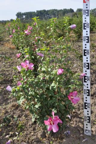 Hibiscus syriacus 'Woodbridge'